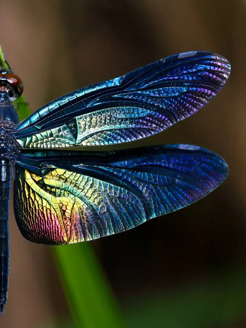 Prismatic Dragonfly Wall Art