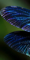 Prismatic Dragonfly Wall Art
