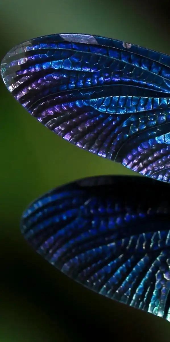 Prismatic Dragonfly Wall Art