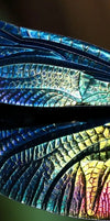Prismatic Dragonfly Wall Art