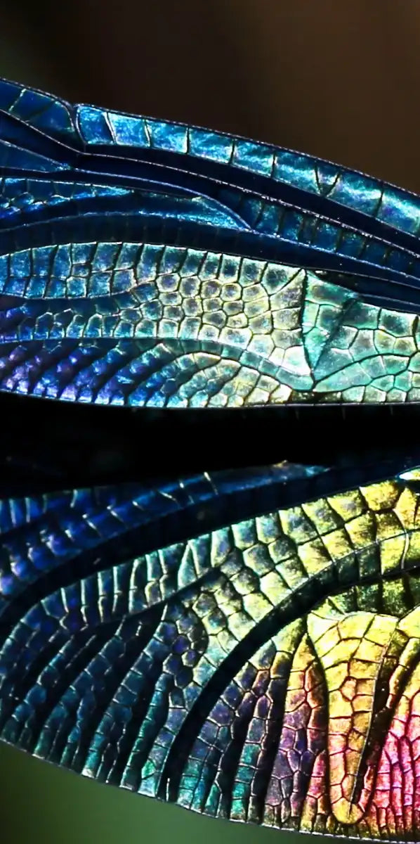Prismatic Dragonfly Wall Art