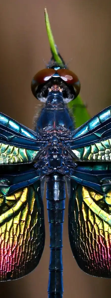 Prismatic Dragonfly Wall Art