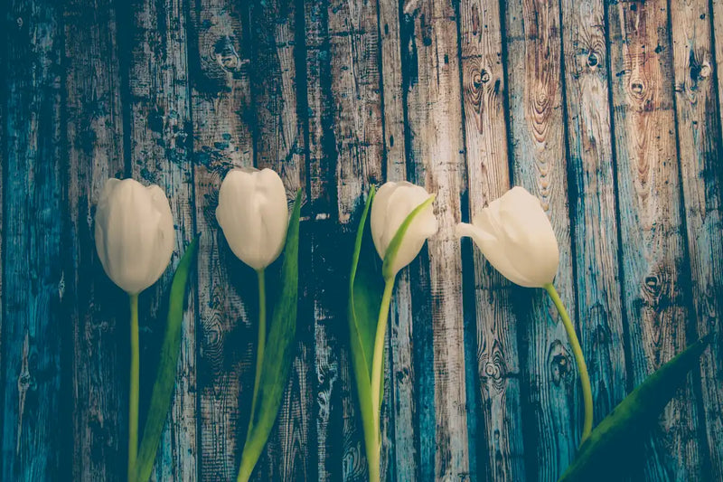 Pristine White Tulips Wall Art