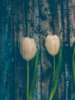 Pristine White Tulips Wall Art