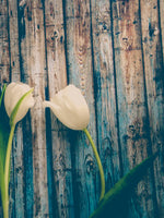 Pristine White Tulips Wall Art