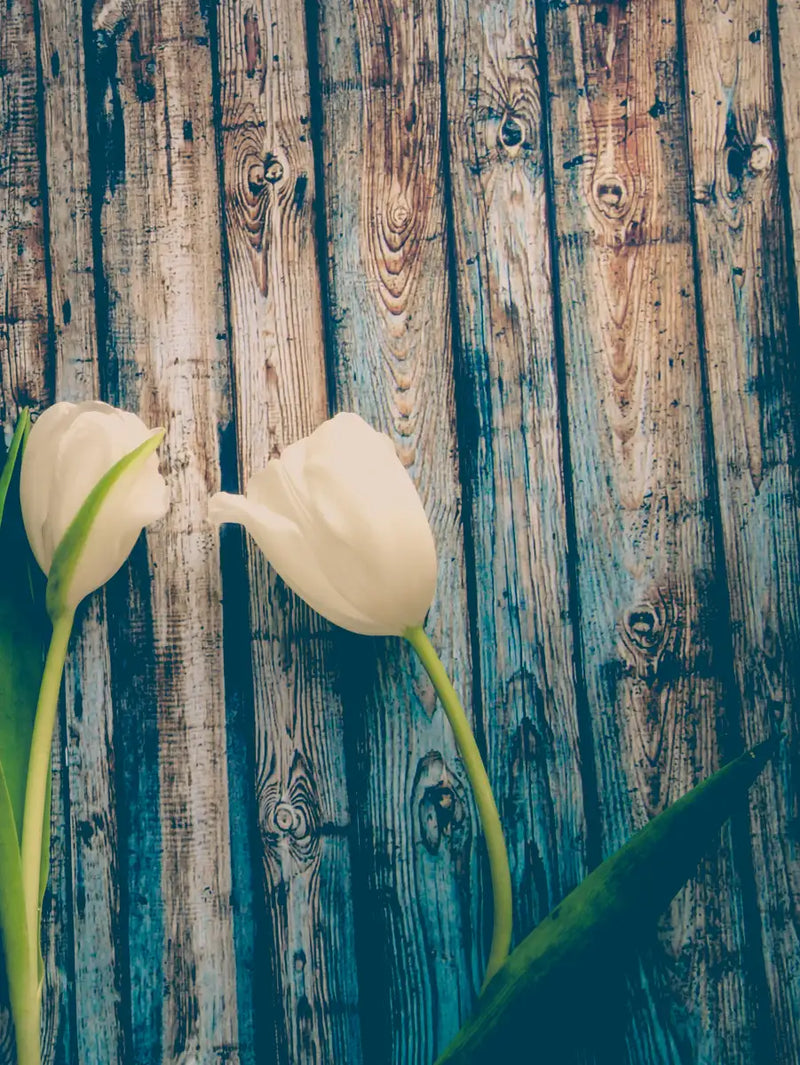 Pristine White Tulips Wall Art