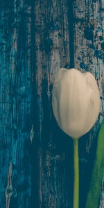 Pristine White Tulips Wall Art