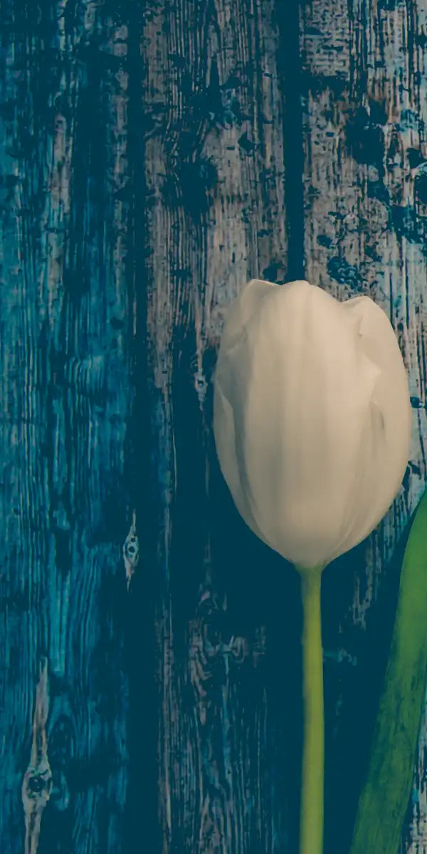 Pristine White Tulips Wall Art
