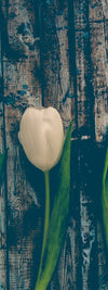 Pristine White Tulips Wall Art