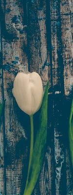 Pristine White Tulips Wall Art