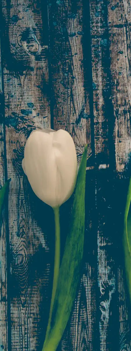 Pristine White Tulips Wall Art