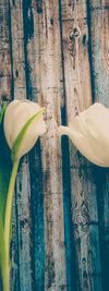 Pristine White Tulips Wall Art
