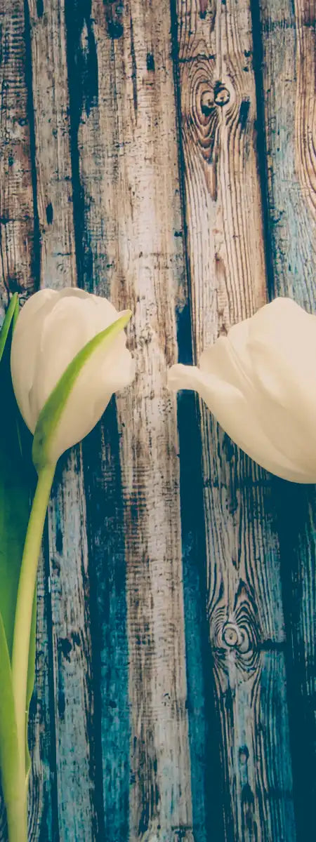 Pristine White Tulips Wall Art