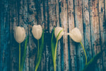 Pristine White Tulips Wall Art