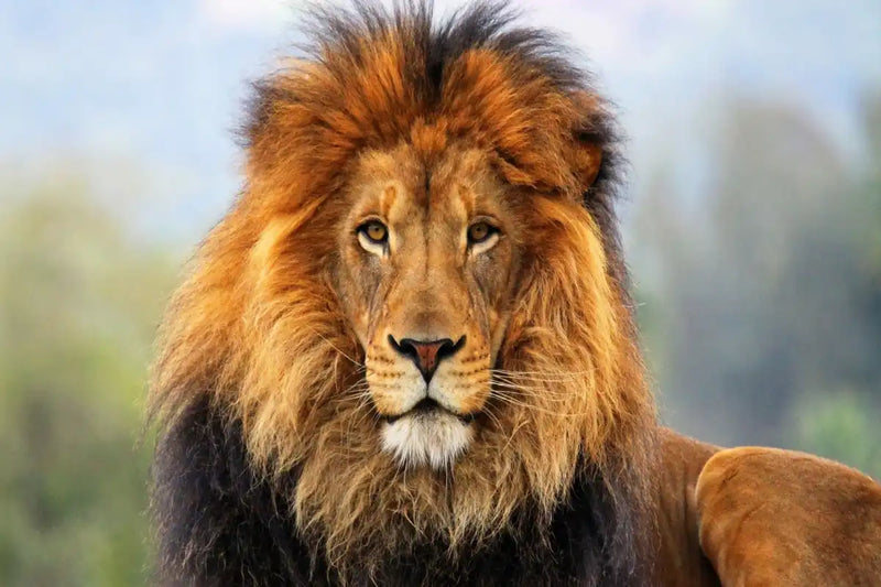 Proud Lion Wall Art