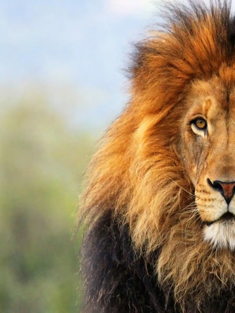 Proud Lion Wall Art
