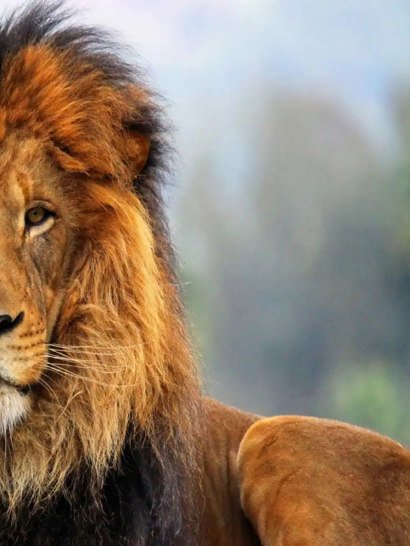 Proud Lion Wall Art