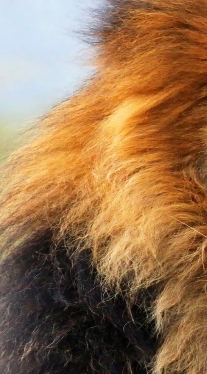 Proud Lion Wall Art