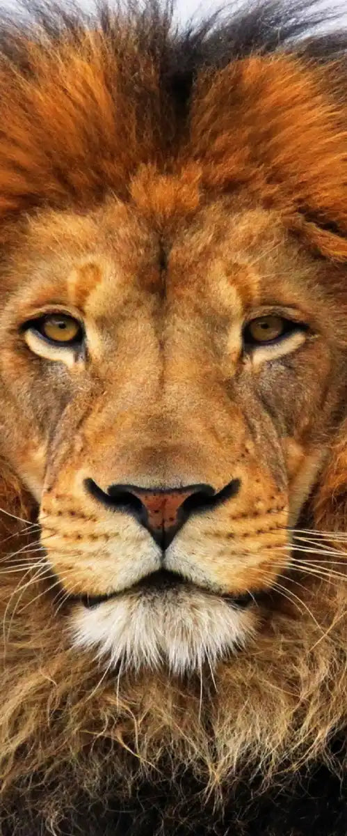 Proud Lion Wall Art