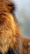 Proud Lion Wall Art