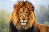 Proud Lion Wall Art
