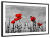 Pop Red Poppies Wall Art