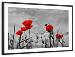 Pop Red Poppies Wall Art