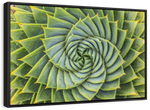 Spiral Succulent Wall Art