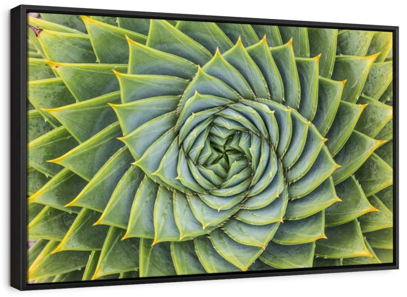 Spiral Succulent Wall Art