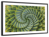 Spiral Succulent Wall Art