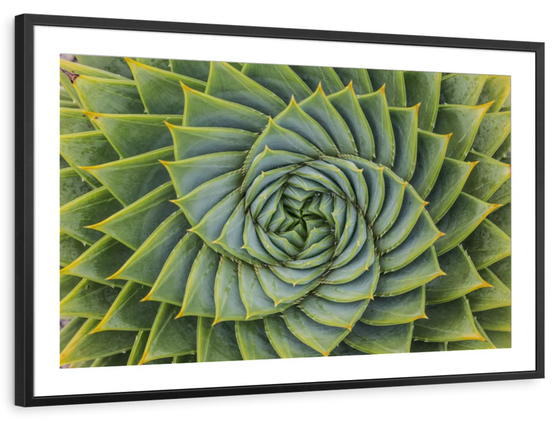 Spiral Succulent Wall Art