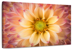 Lovely Dahlia Wall Art