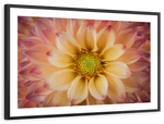Lovely Dahlia Wall Art