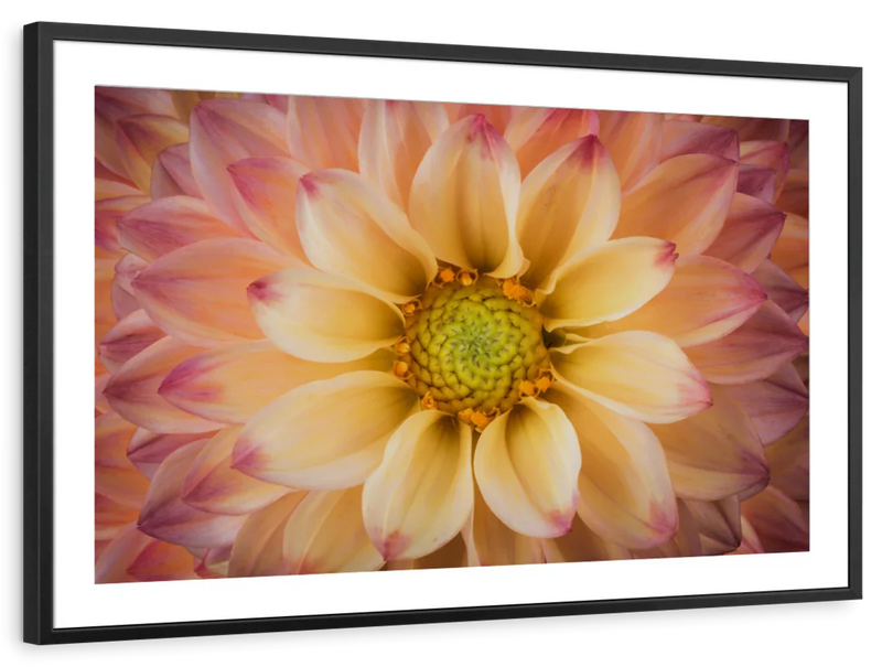 Lovely Dahlia Wall Art