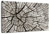 Tree Stump Wall Art