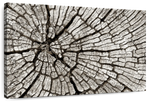 Tree Stump Wall Art