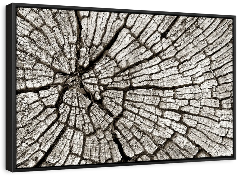 Tree Stump Wall Art