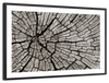 Tree Stump Wall Art