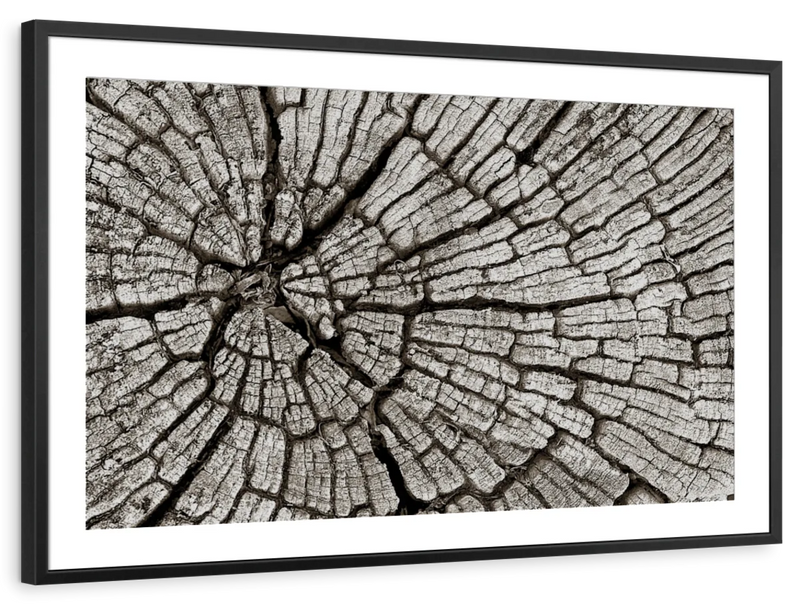 Tree Stump Wall Art