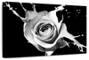 Rose Splash Wall Art
