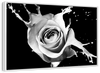 Rose Splash Wall Art