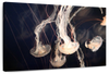 Light Of Jellyfish Wall Art
