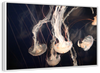 Light Of Jellyfish Wall Art