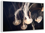 Light Of Jellyfish Wall Art