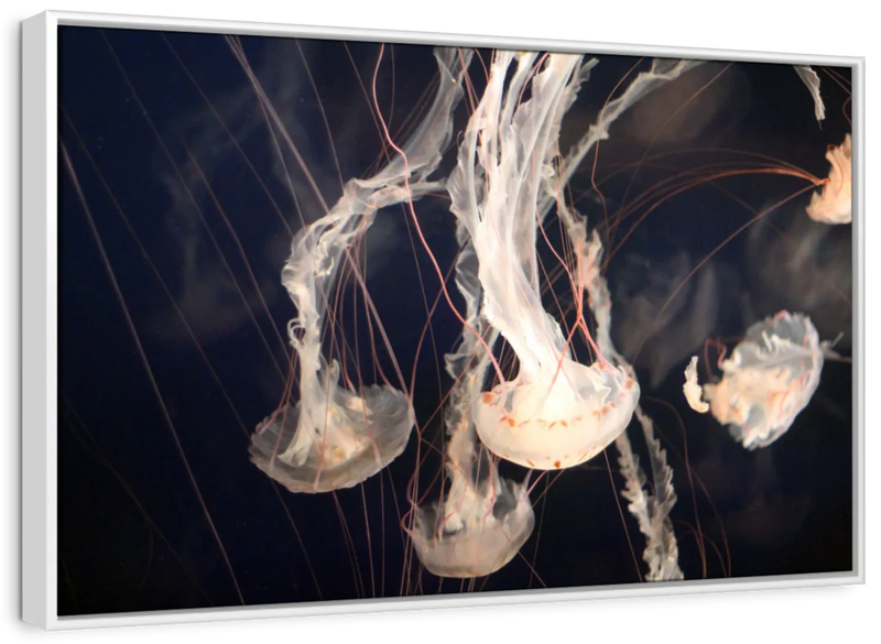 Light Of Jellyfish Wall Art