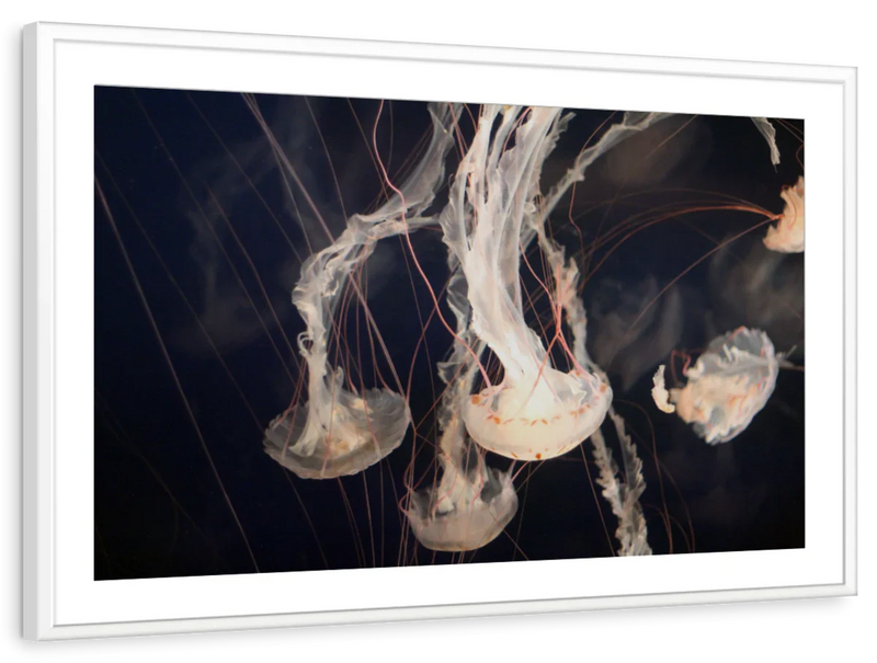 Light Of Jellyfish Wall Art