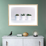 Three Succulents Wall Art