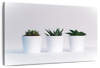 Three Succulents Wall Art