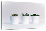 Three Succulents Wall Art