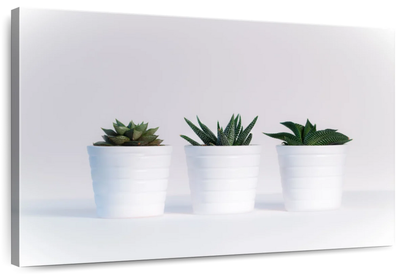 Three Succulents Wall Art